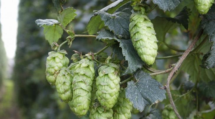sfeer foto van brouwerij heren 3
